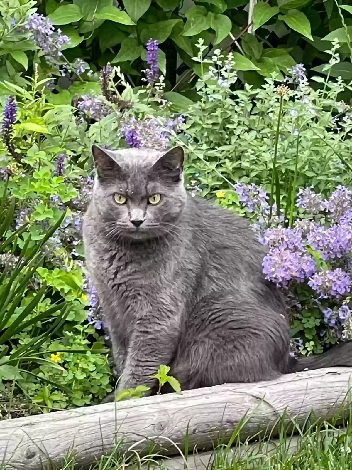 Lost cat in Marshfield, WI, 54449