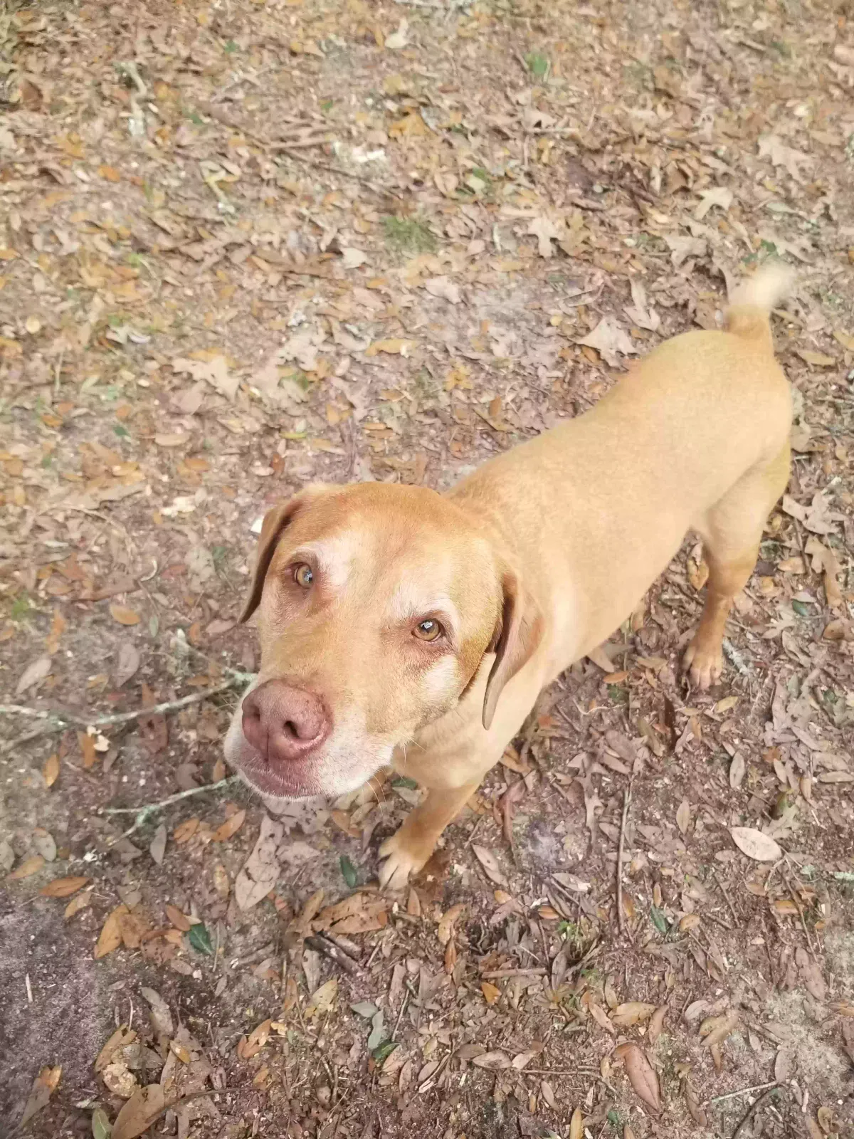 Lost dog in Pensacola, FL, 32526