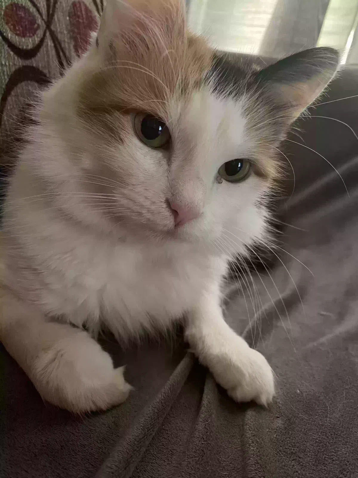 Lost cat in Fort Worth, TX, 76110