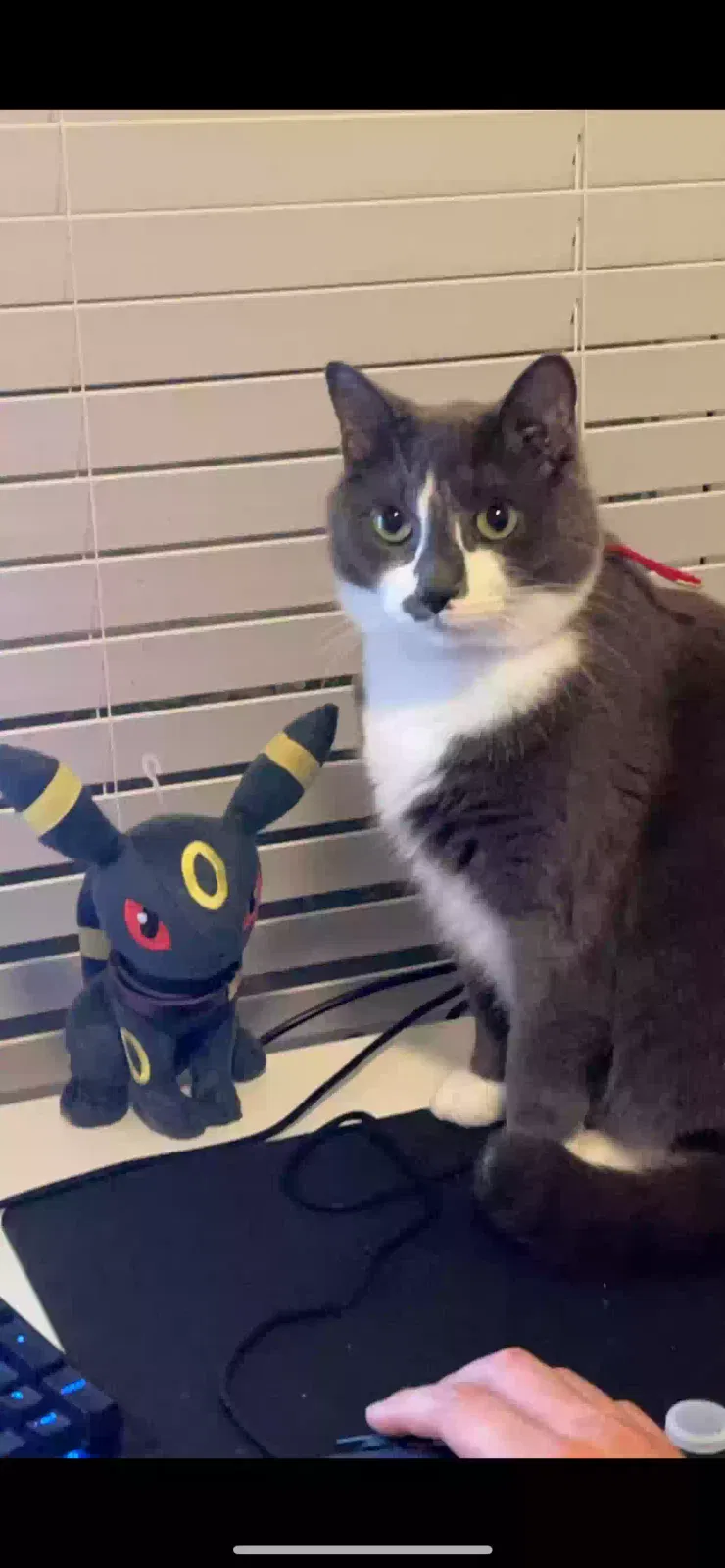 Lost cat in Irving, TX, 75039