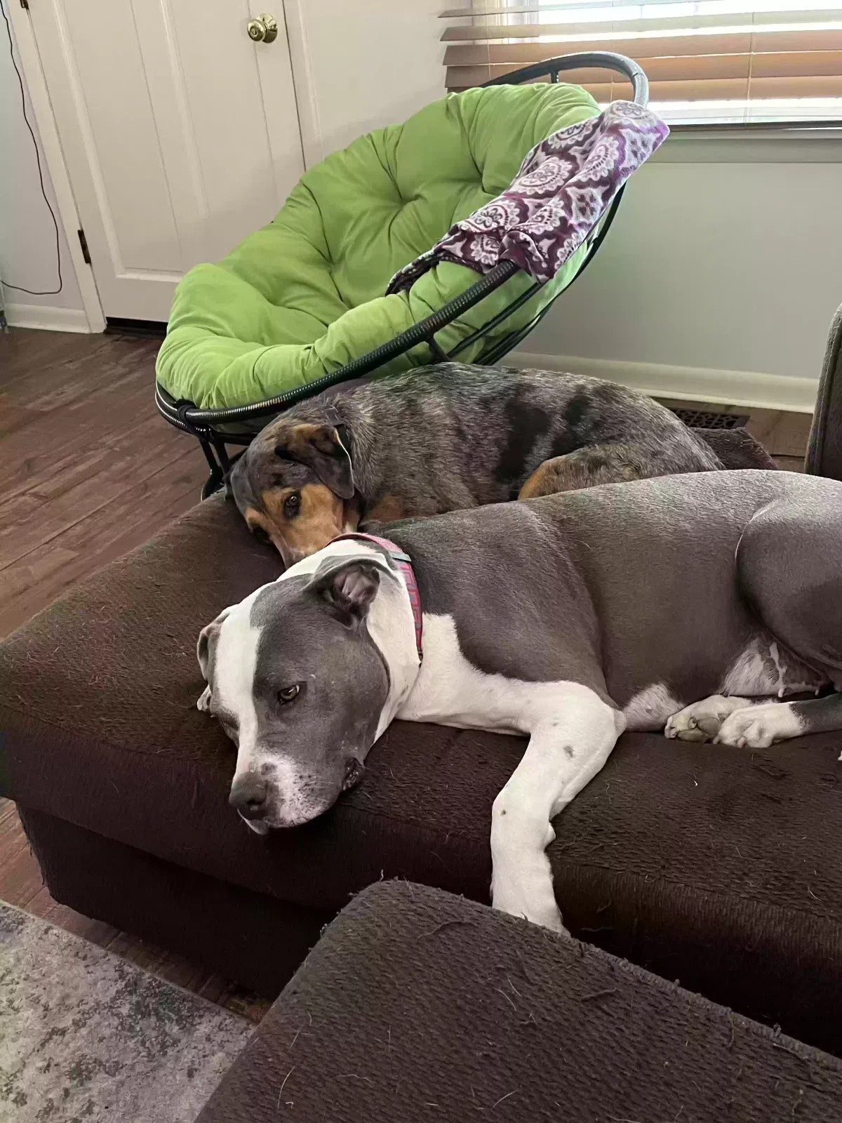 Lost dog in Wichita, KS, 67211