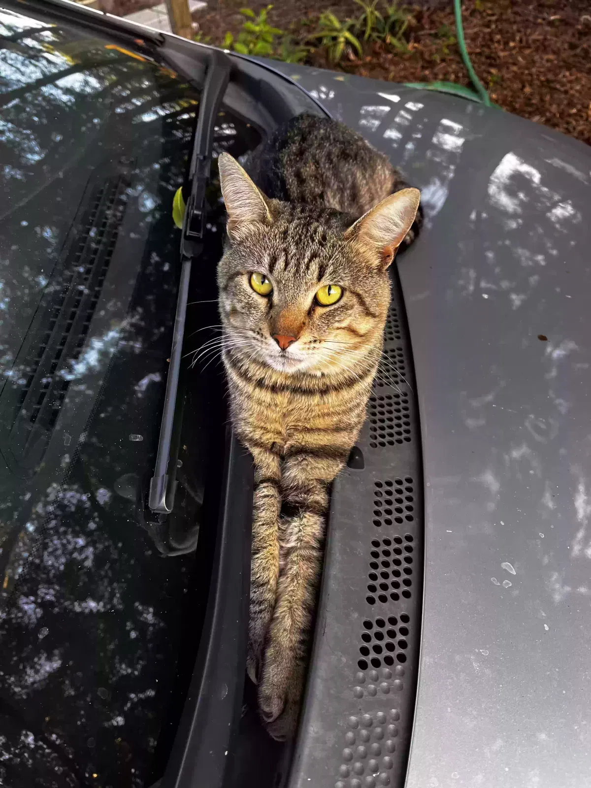 Lost cat in Gainesville, FL, 32608