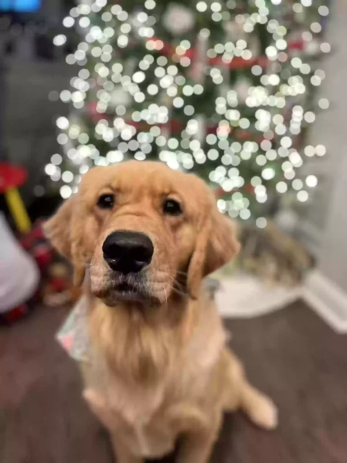 Lost dog in Waxhaw, NC, 28173