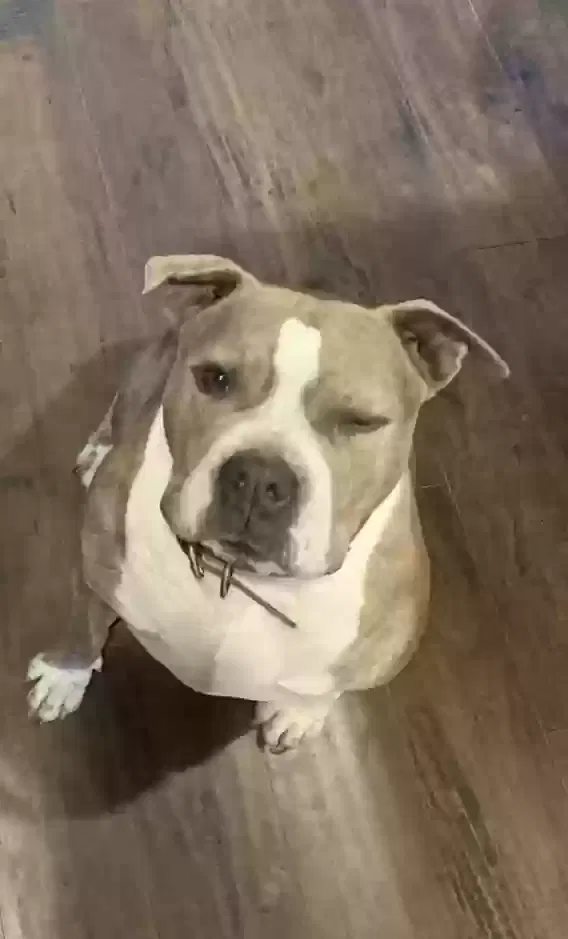 Lost dog in Bonney Lake, WA, 98391