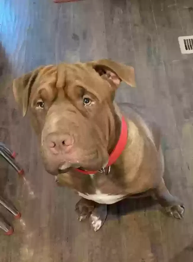 Lost dog in Bonney Lake, WA, 98391