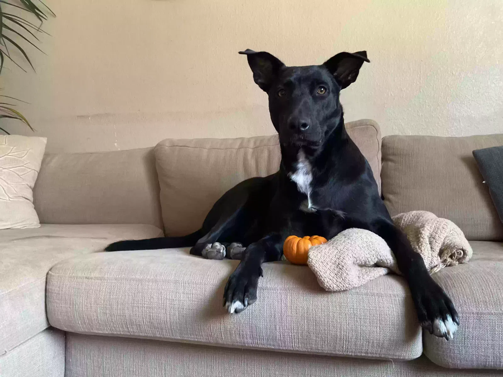 Lost dog in Sacramento, CA, 95817