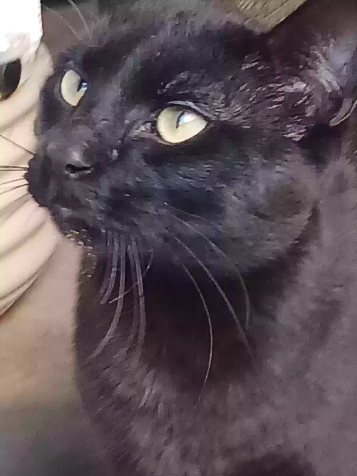 Found cat in Metairie, LA, 70001