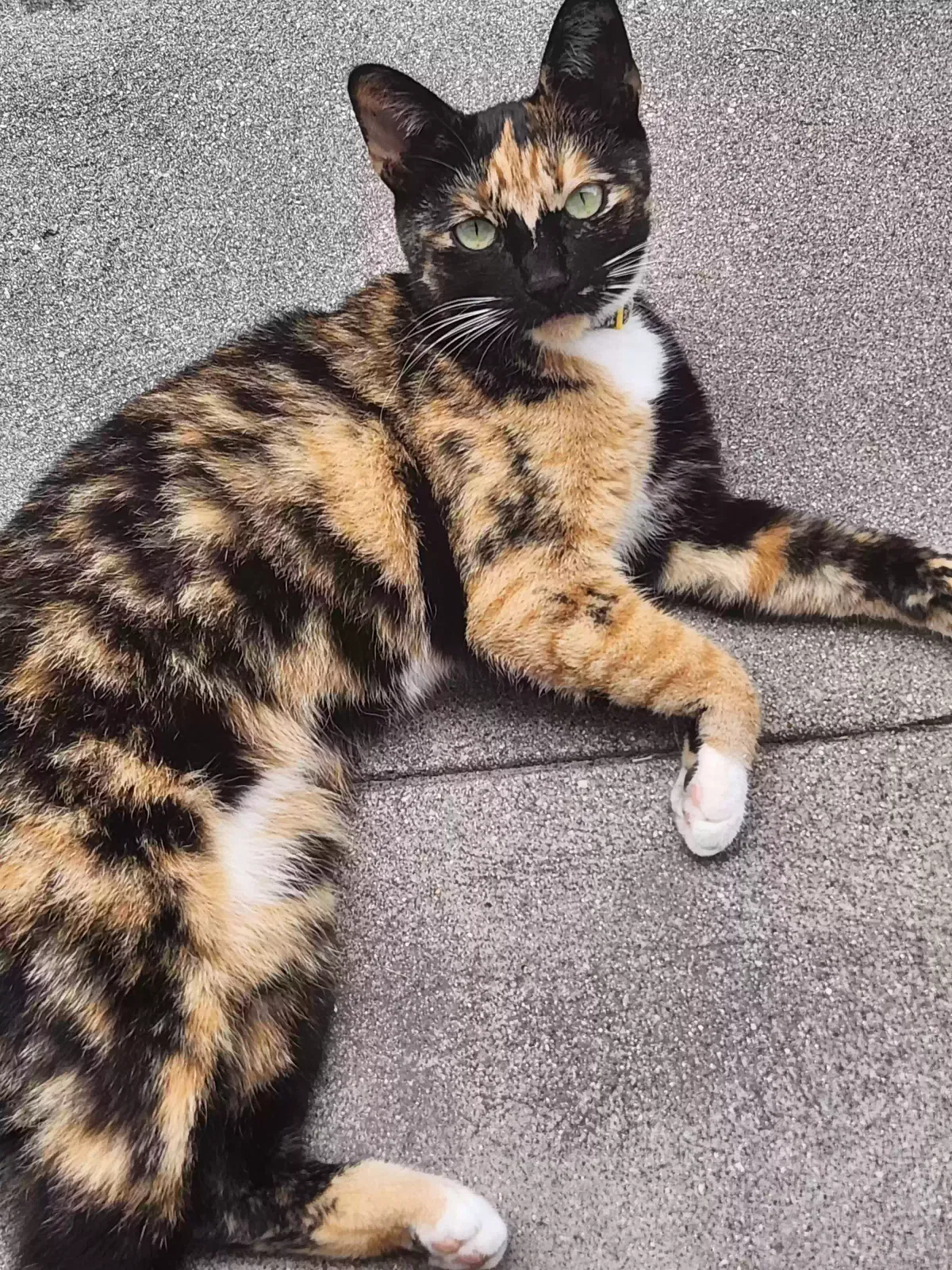 Lost cat in Huntington Beach, CA, 92649