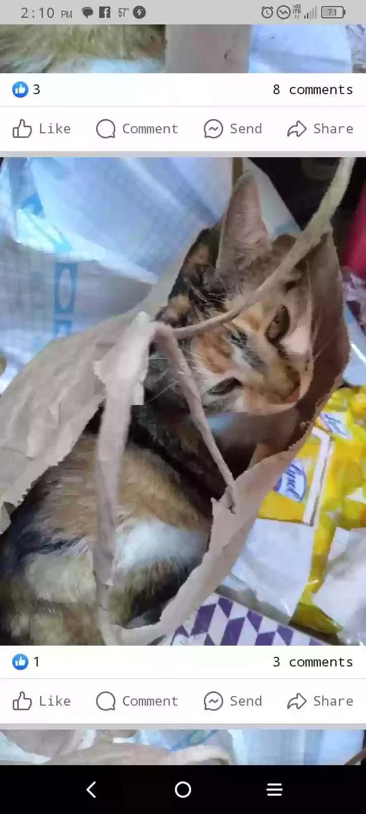 Lost cat in Wetumpka, AL, 36093