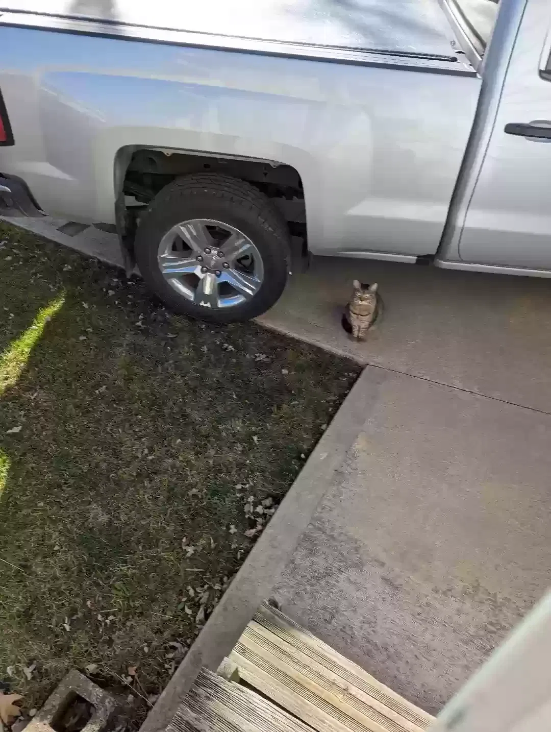Found cat in Maple Heights, OH, 44137