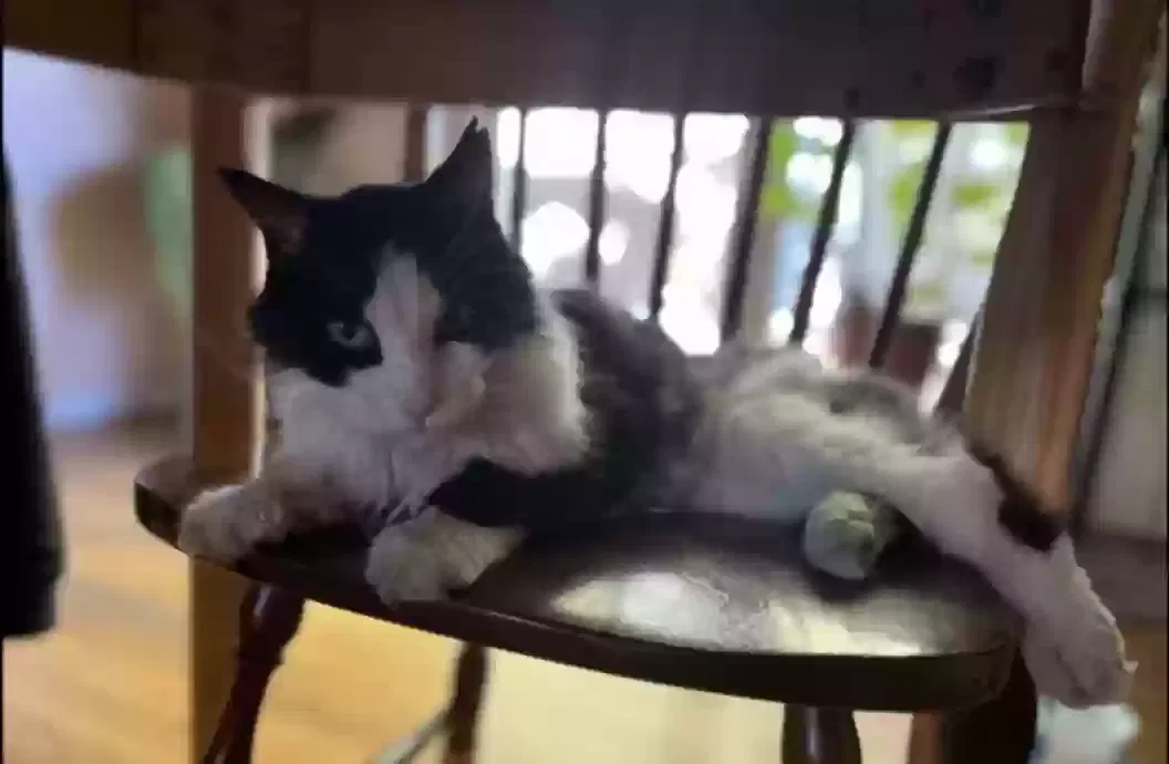 Lost cat in Albuquerque, NM, 87112
