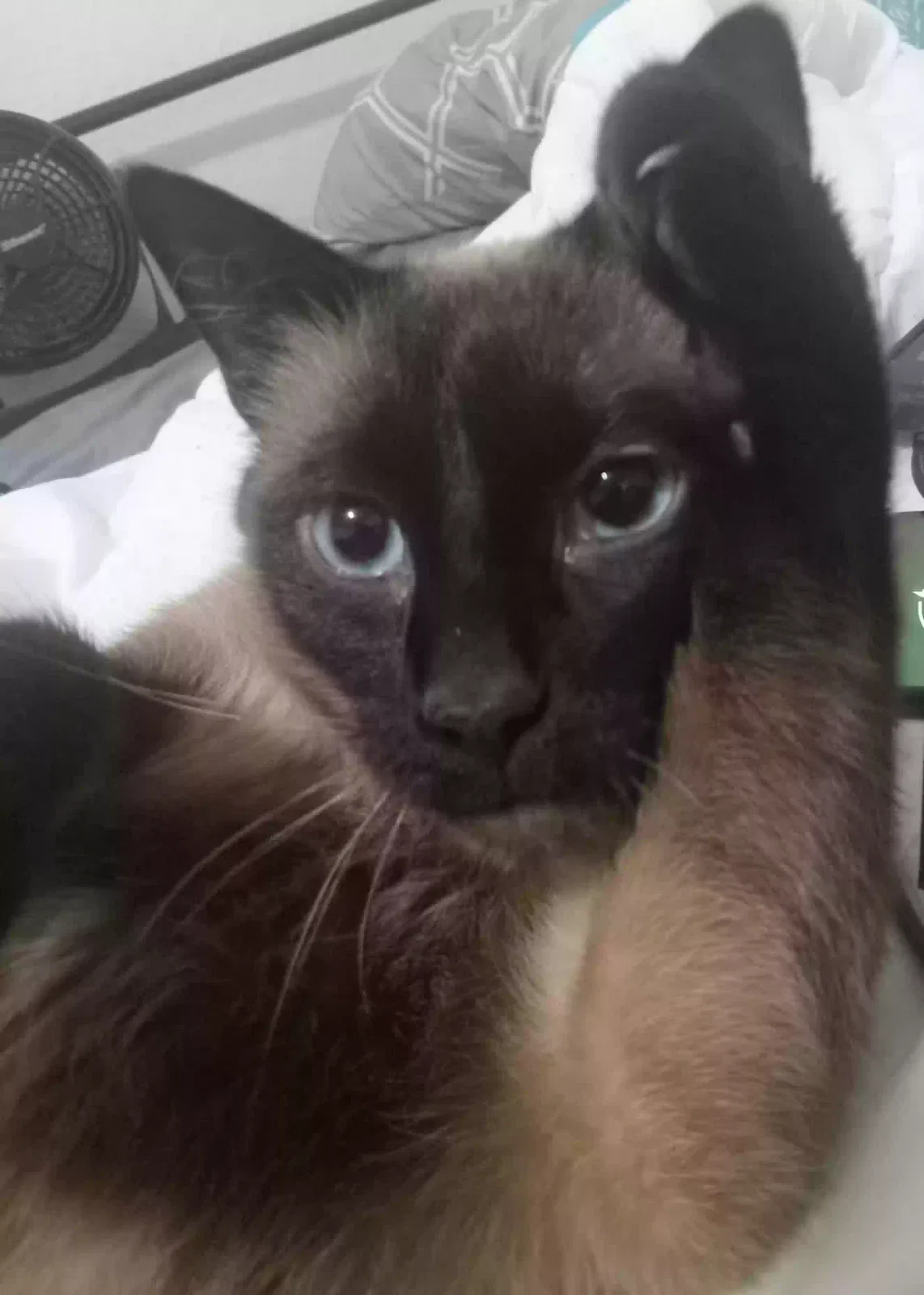 Lost cat in Denham Springs, LA, 70726