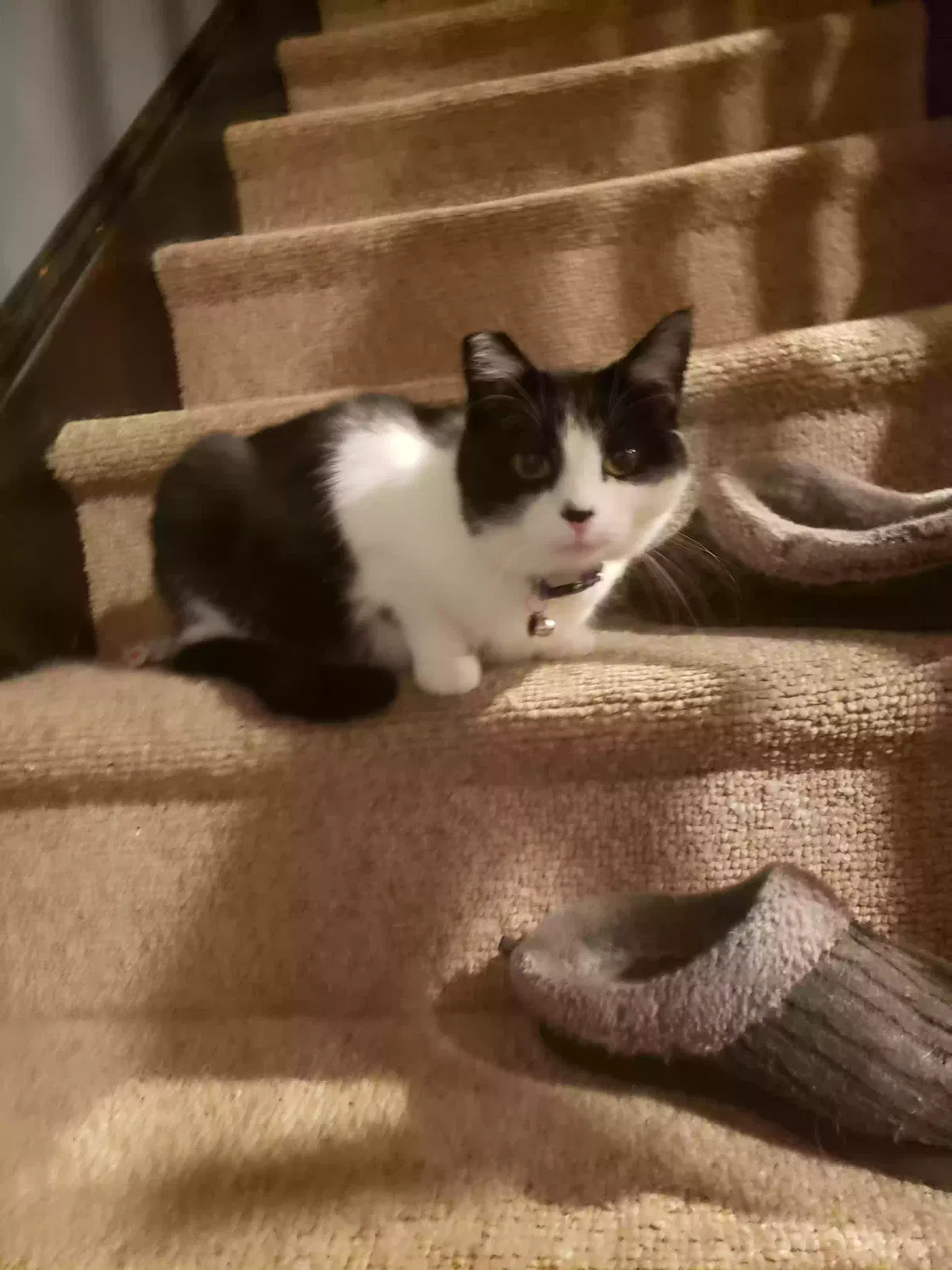 Lost cat in Royersford, PA, 19468