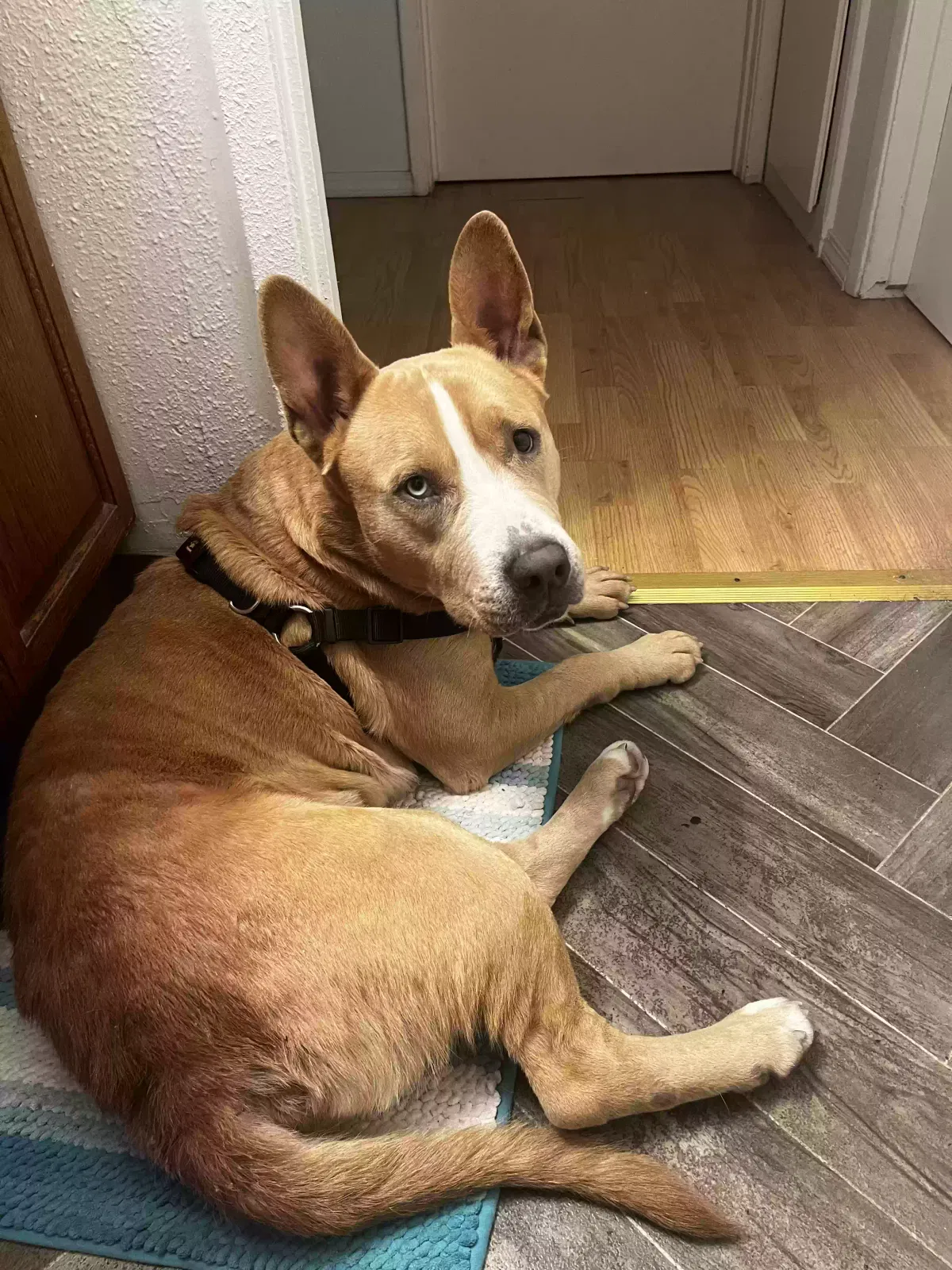 Found dog in Stockton, CA, 95210