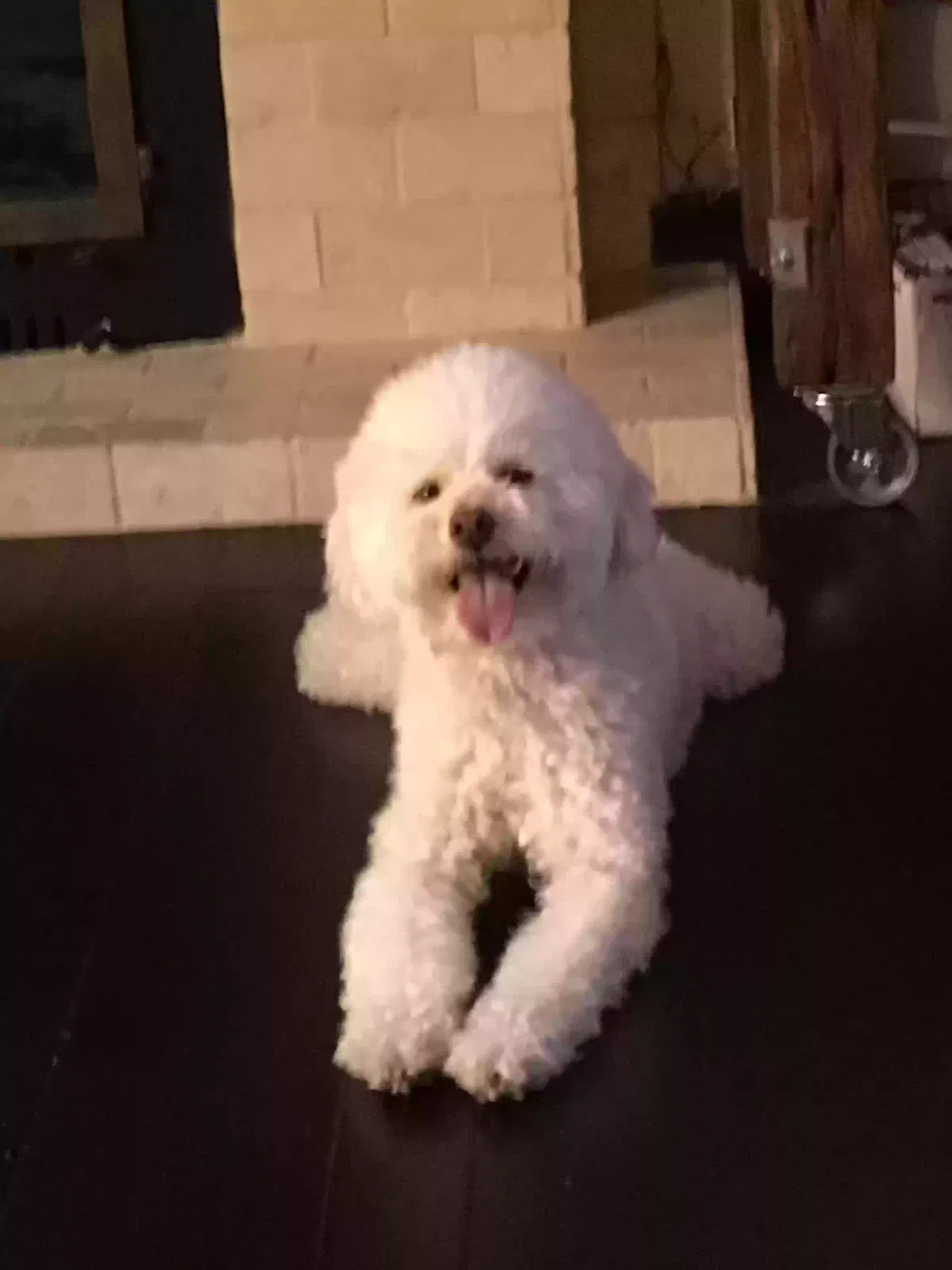 Lost dog in Ogden, UT, 84401