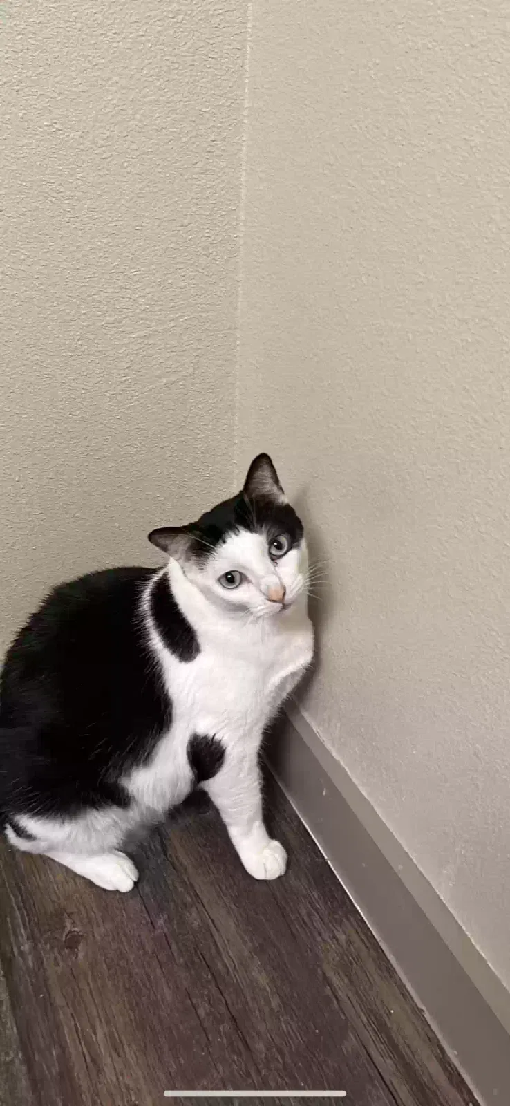 Lost cat in Mcallen, TX, 78504
