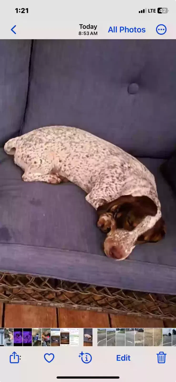Lost dog in Conway, SC, 29527