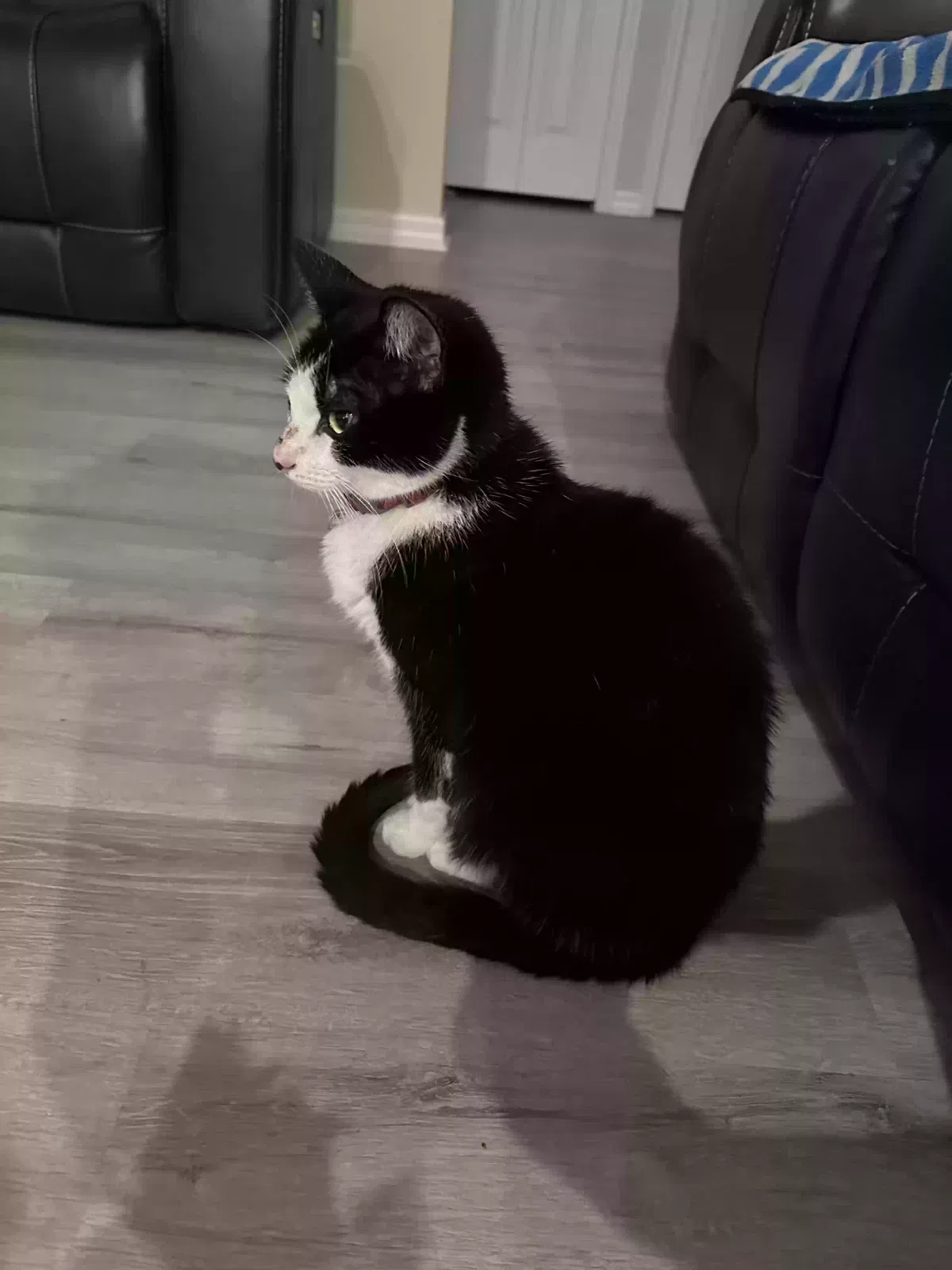 Found cat in Sanford, FL, 32771