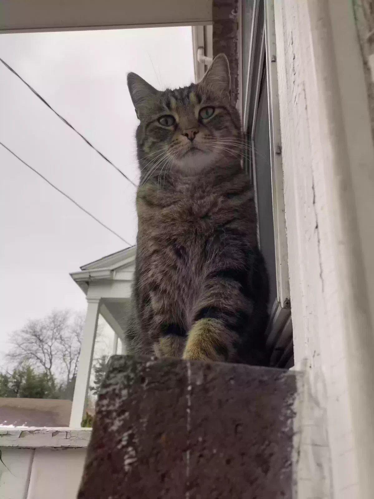 Lost cat in Warren, OH, 44483
