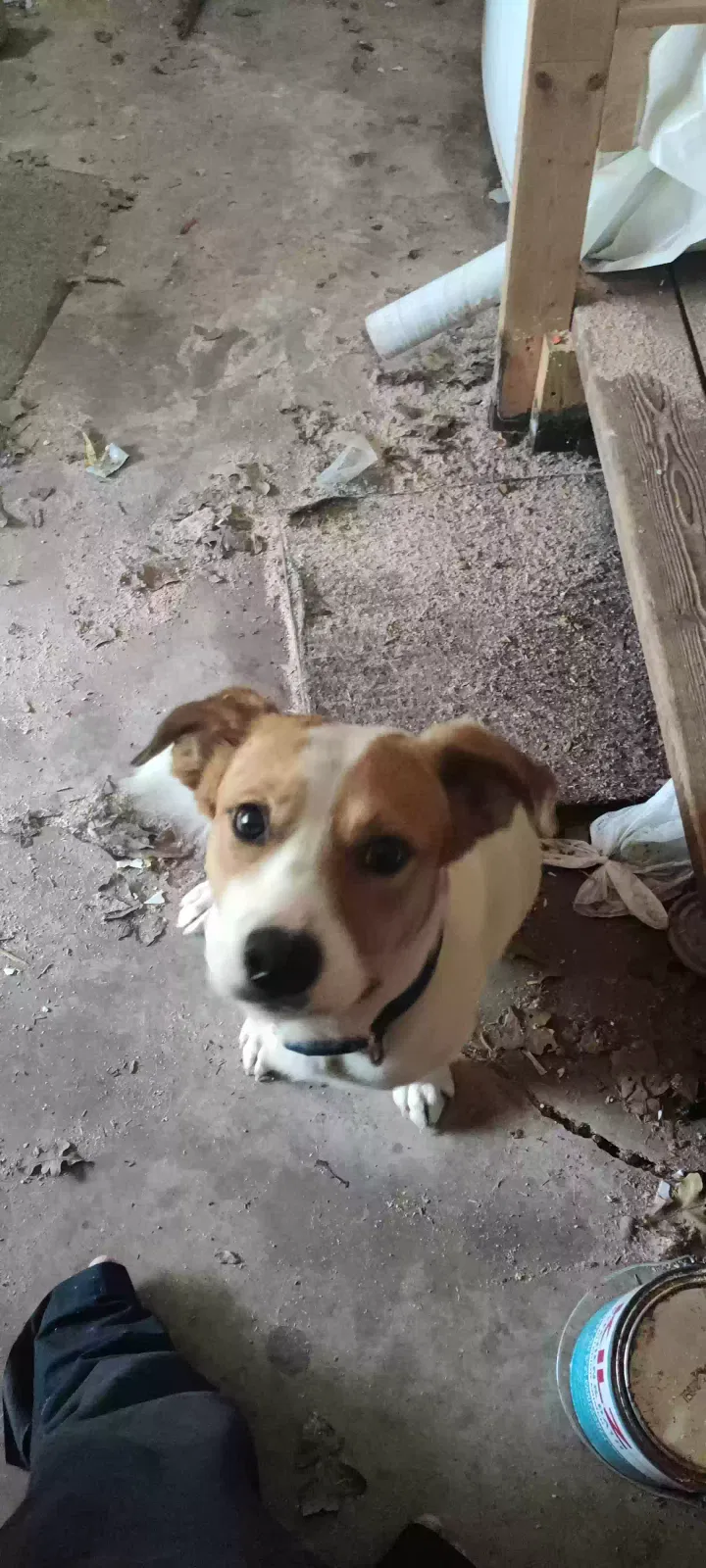 Lost dog in Wanette, OK, 74878
