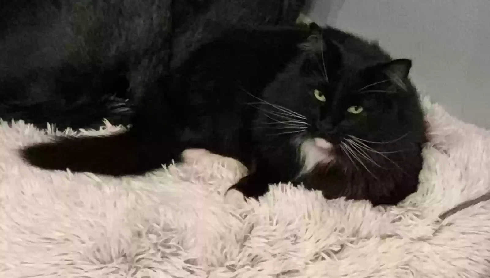 Lost cat in Amarillo, TX, 79118