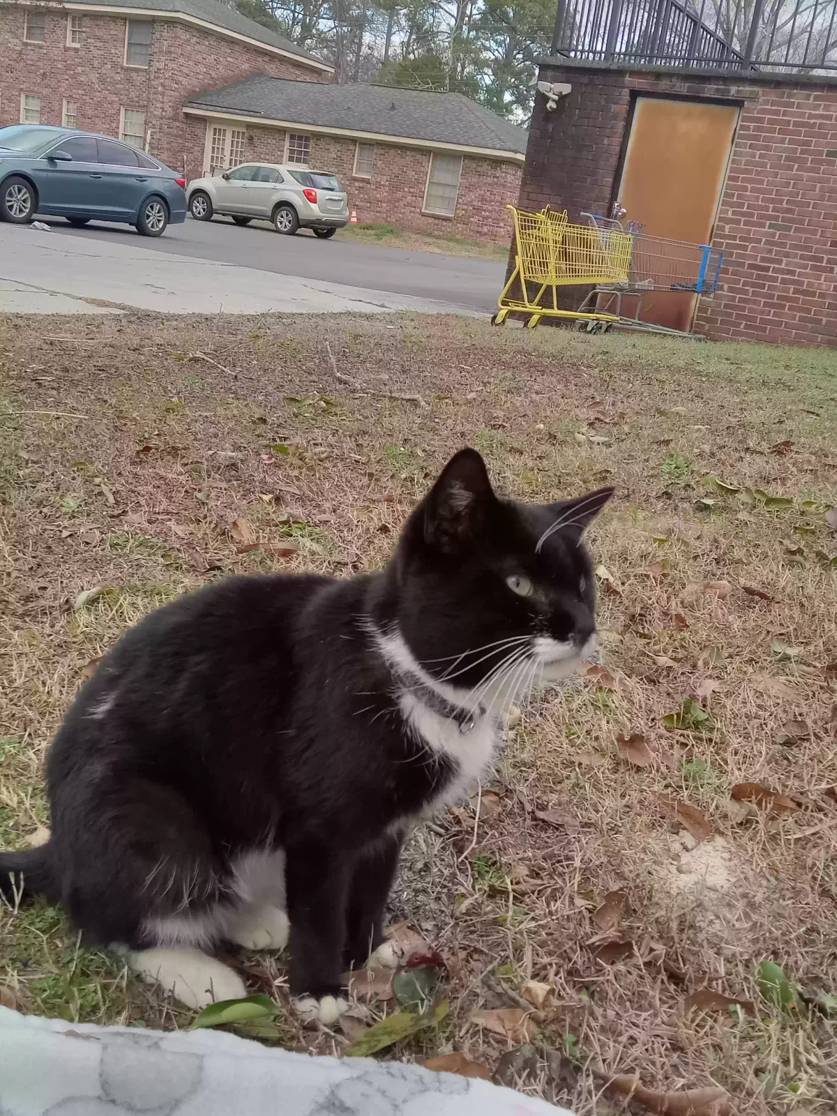 Found cat in Unknown, SC, 29140