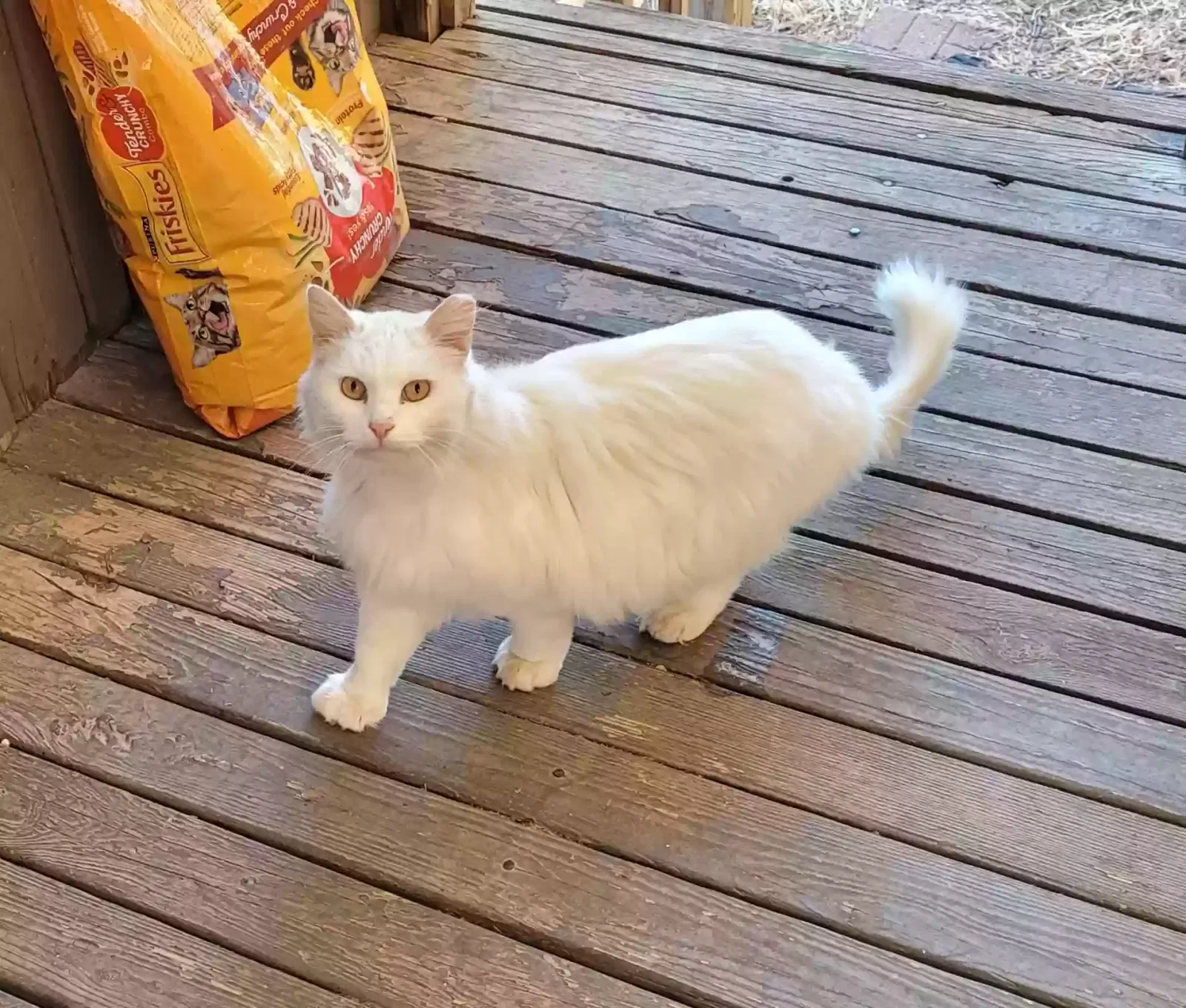 Lost cat in Wichita, KS, 67216