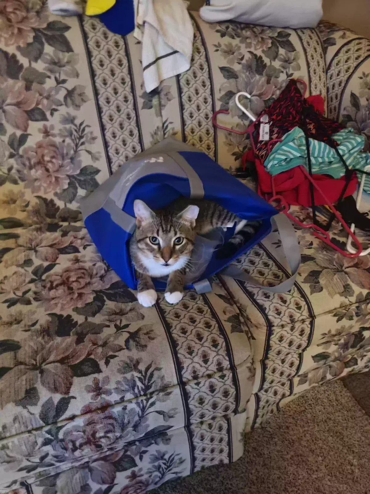 Lost cat in Clinton Township, MI, 48035