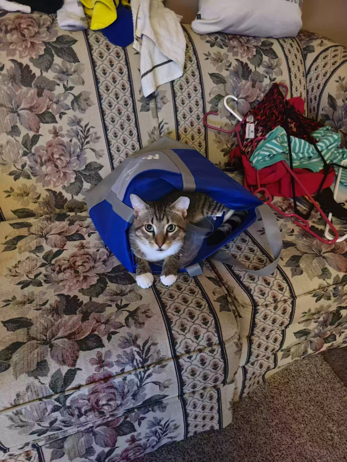 Lost cat in Clinton Township, MI, 48035
