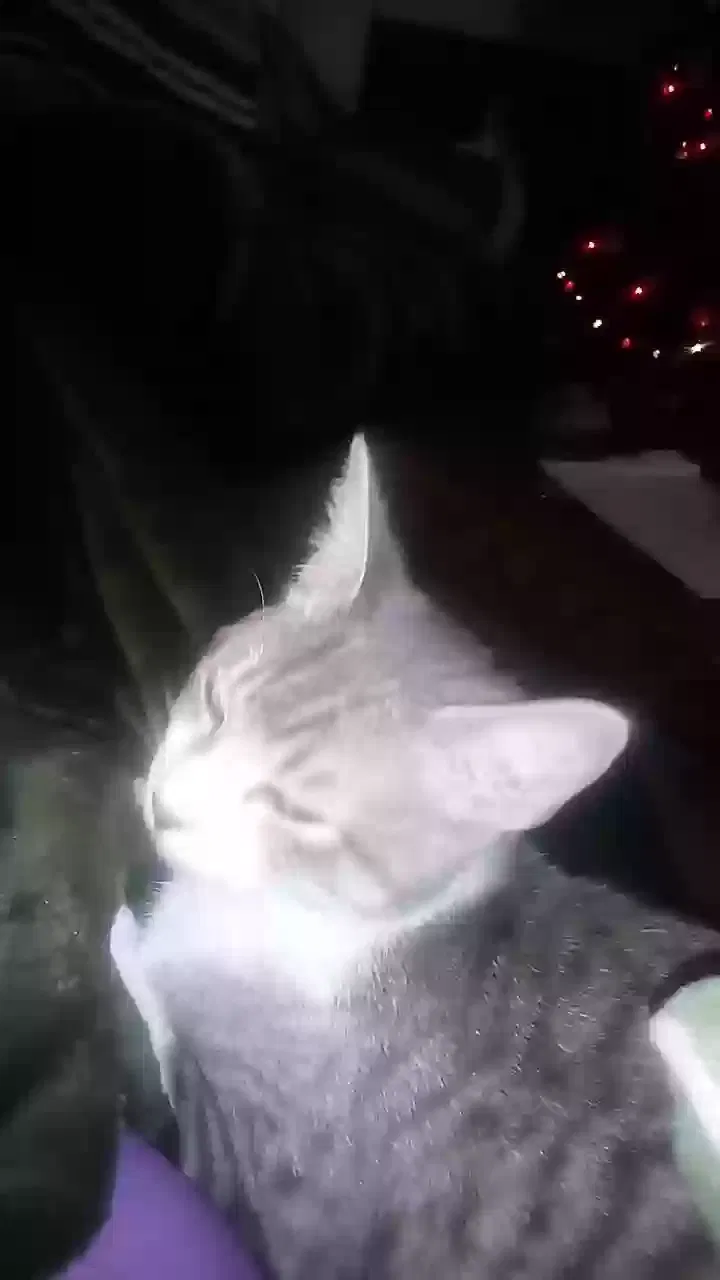 Lost cat in Burleson, TX, 76028