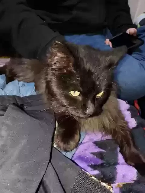 Lost cat in Willmar, MN, 56201