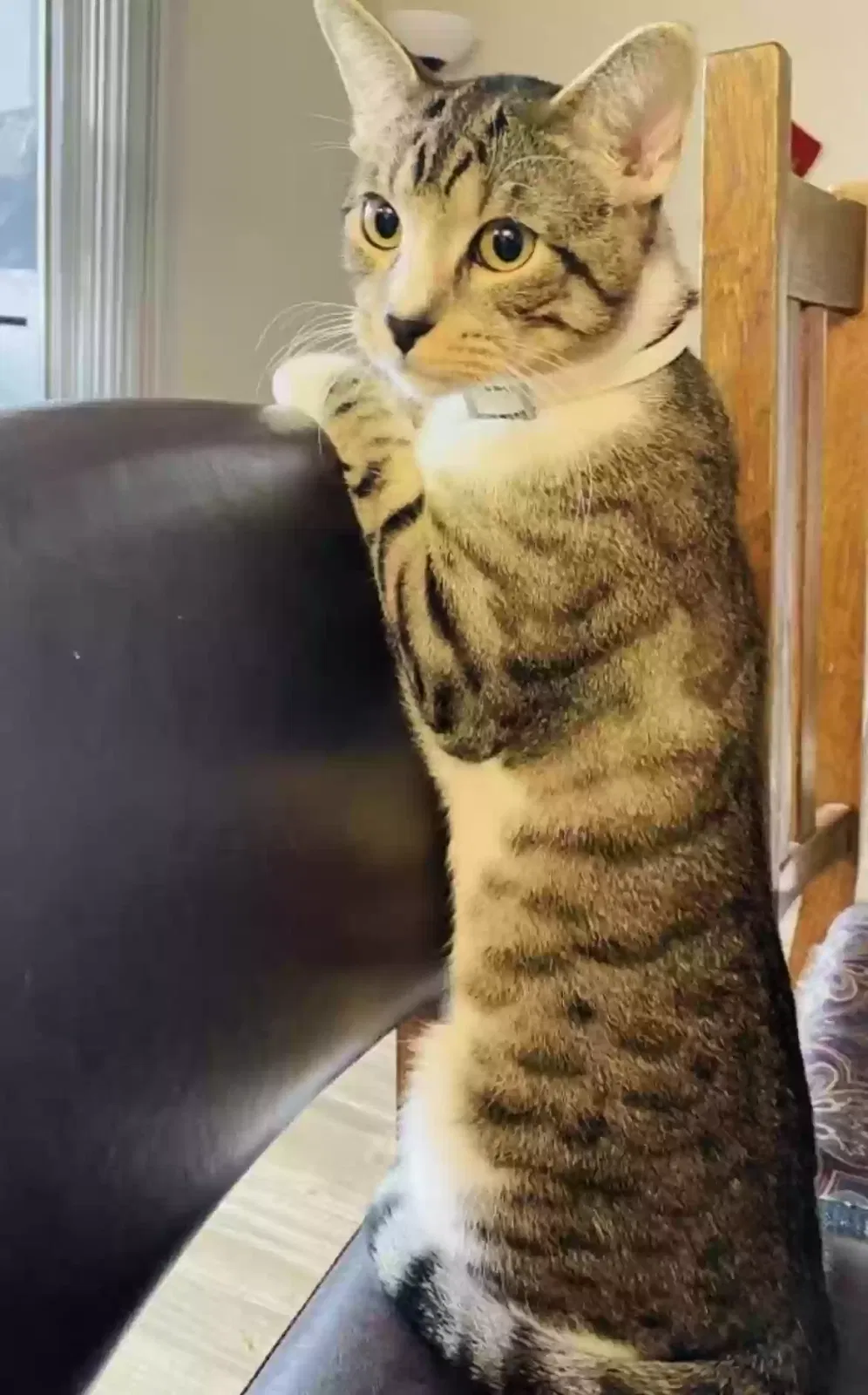 Lost cat in Austin, TX, 78731
