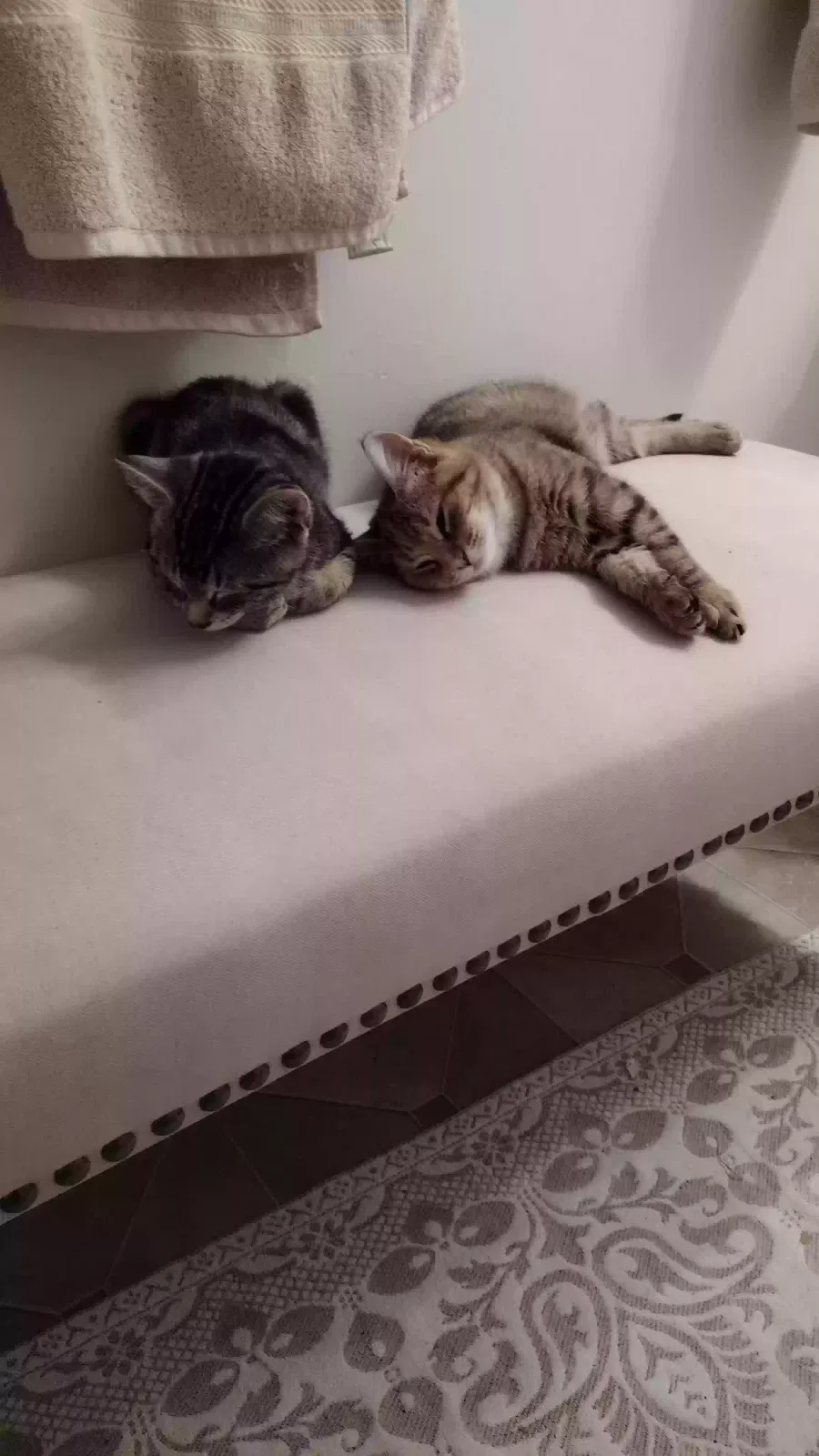 Lost cat in Clovis, CA, 93612