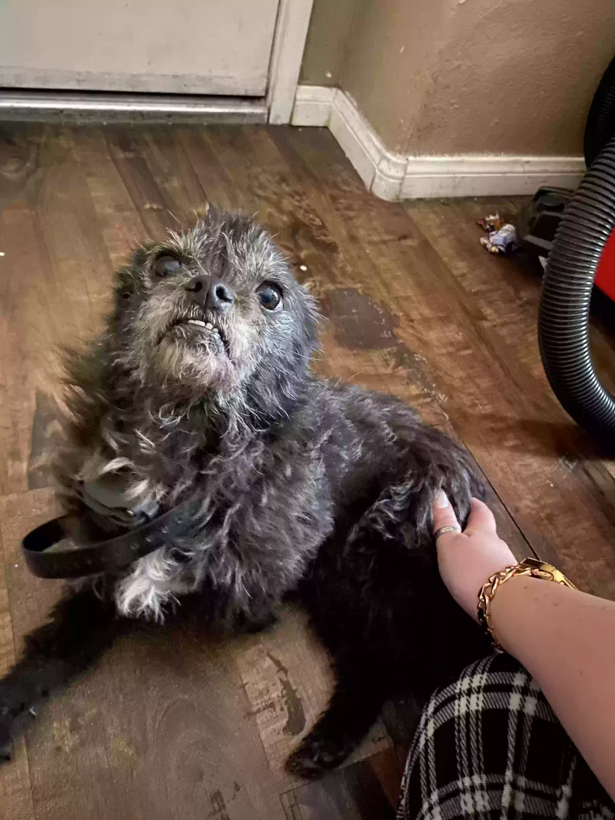 Lost dog in Las Vegas, NV, 89106