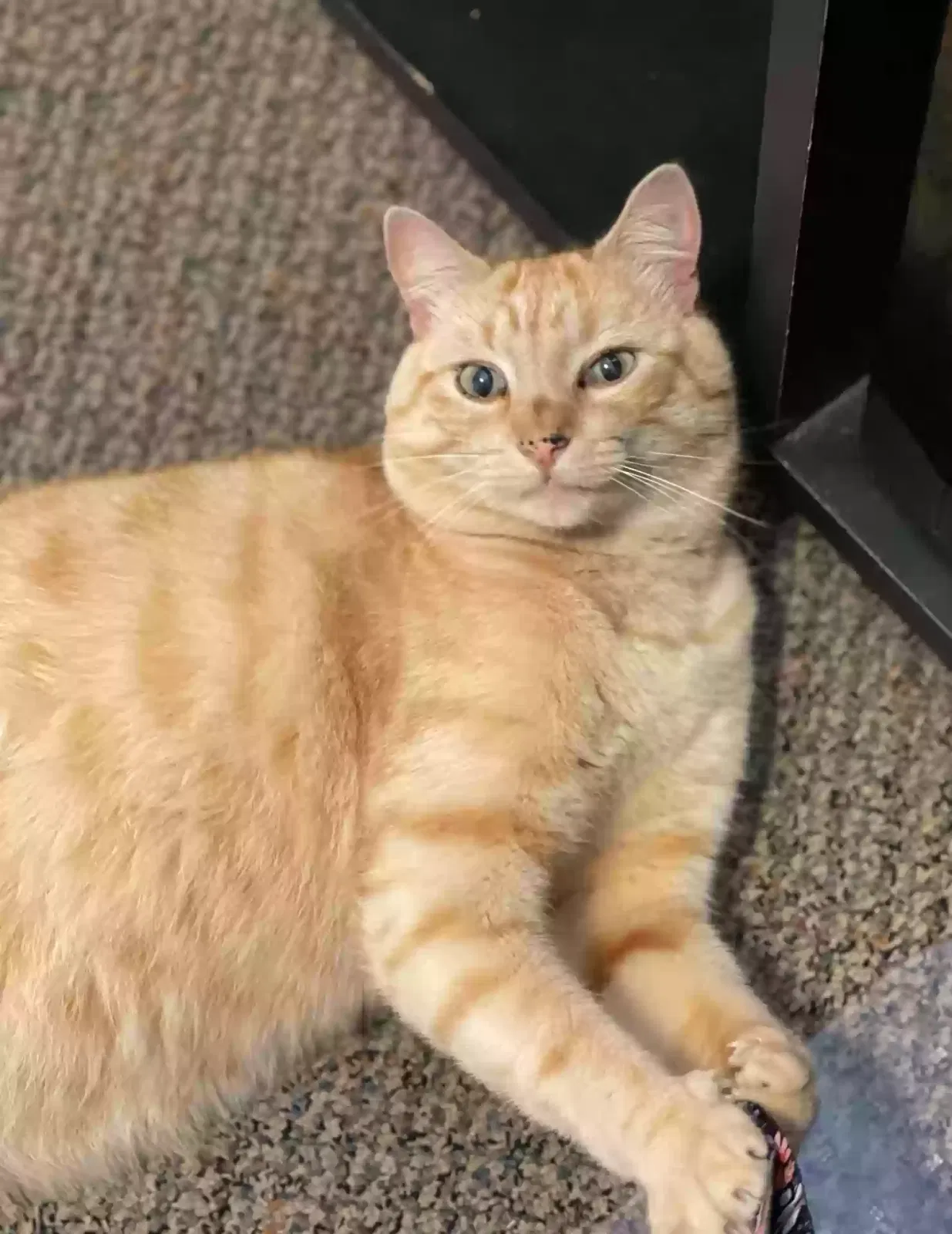Lost cat in San Diego, CA, 92107