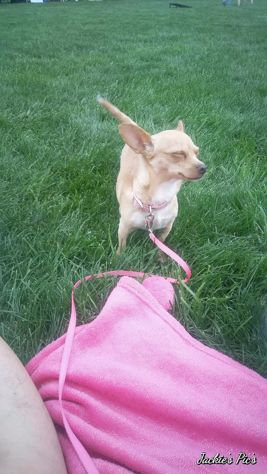 Lost dog in Florence, CO, 81226