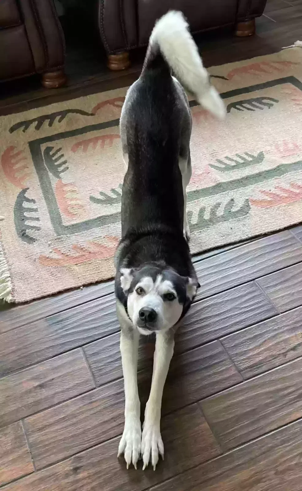 Lost dog in Tomball, TX, 77375