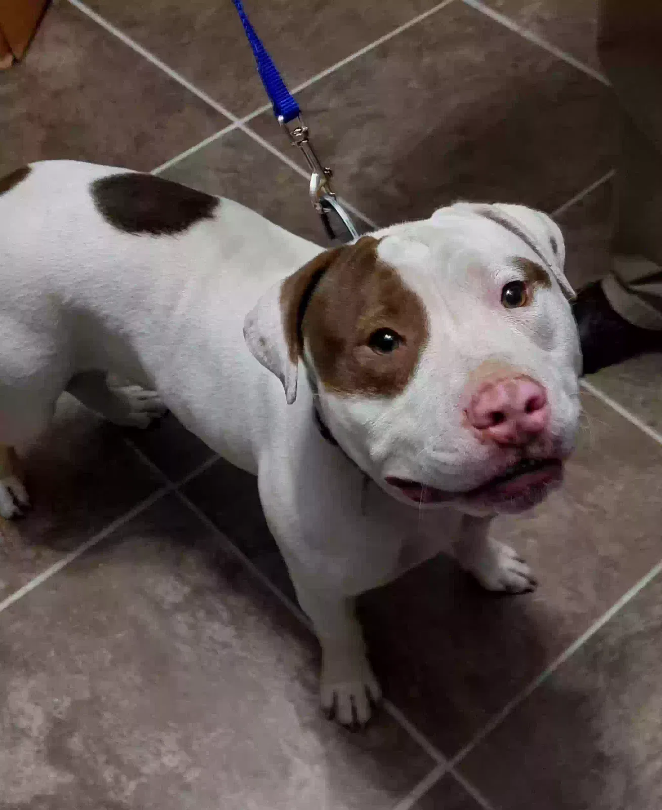 Found dog in Phoenix, AZ, 85015