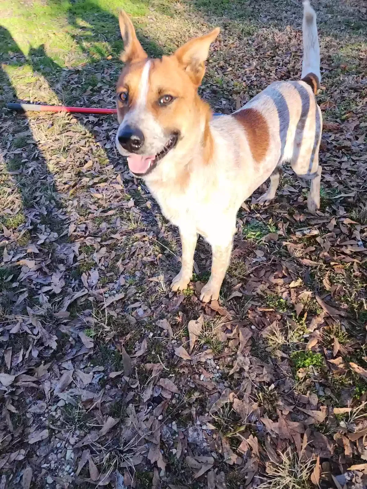 Found dog in Stringer, MS, 39481