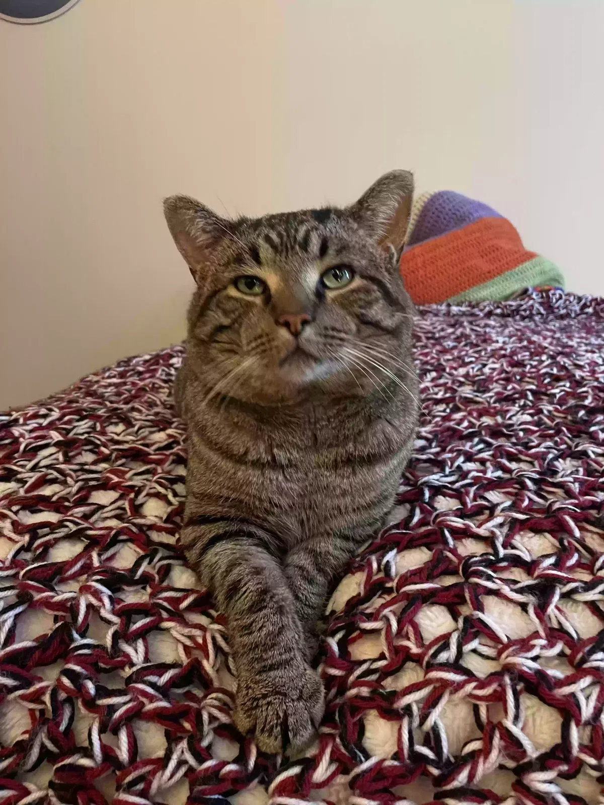 Found cat in Youngstown, OH, 44503