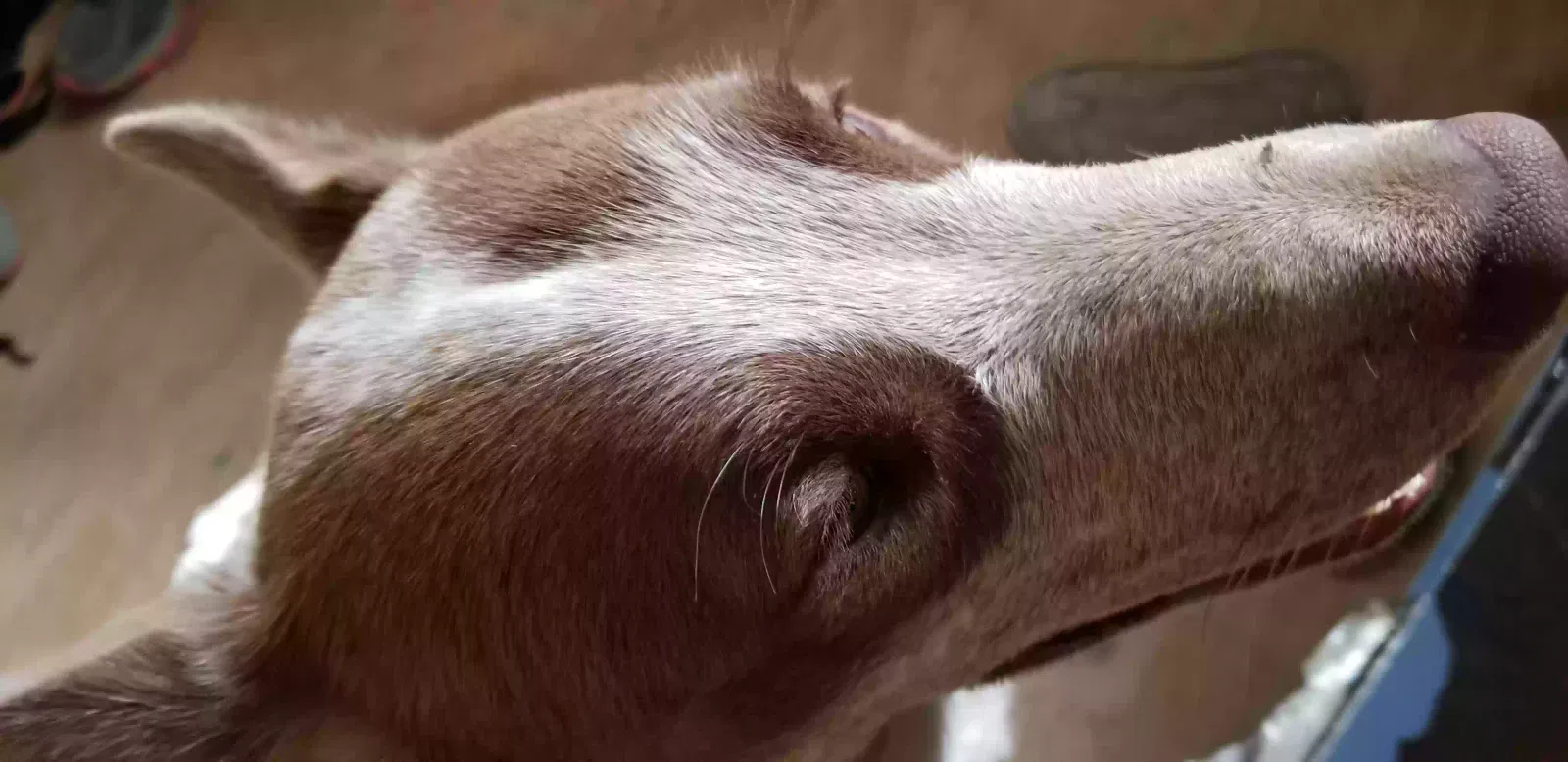 Lost dog in Taos, NM, 87571