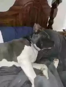 Lost dog in Russellville, MO, 65074