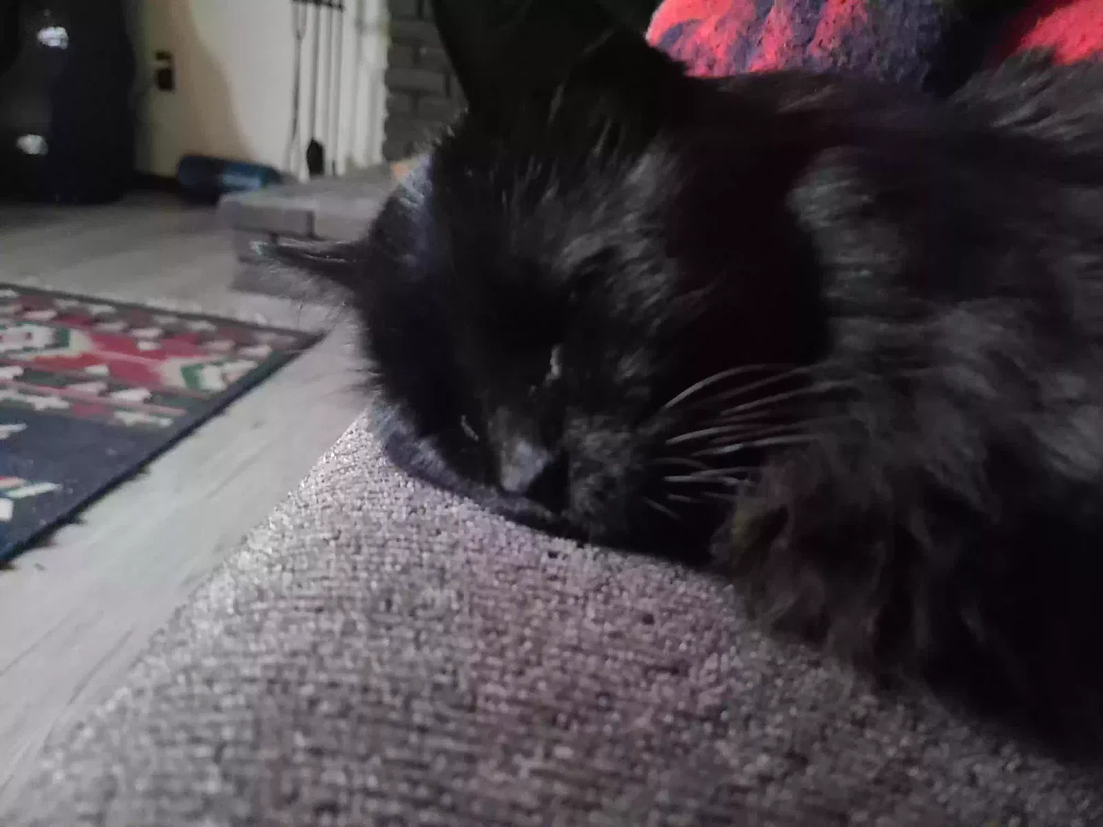 Lost cat in Lorain, OH, 44053
