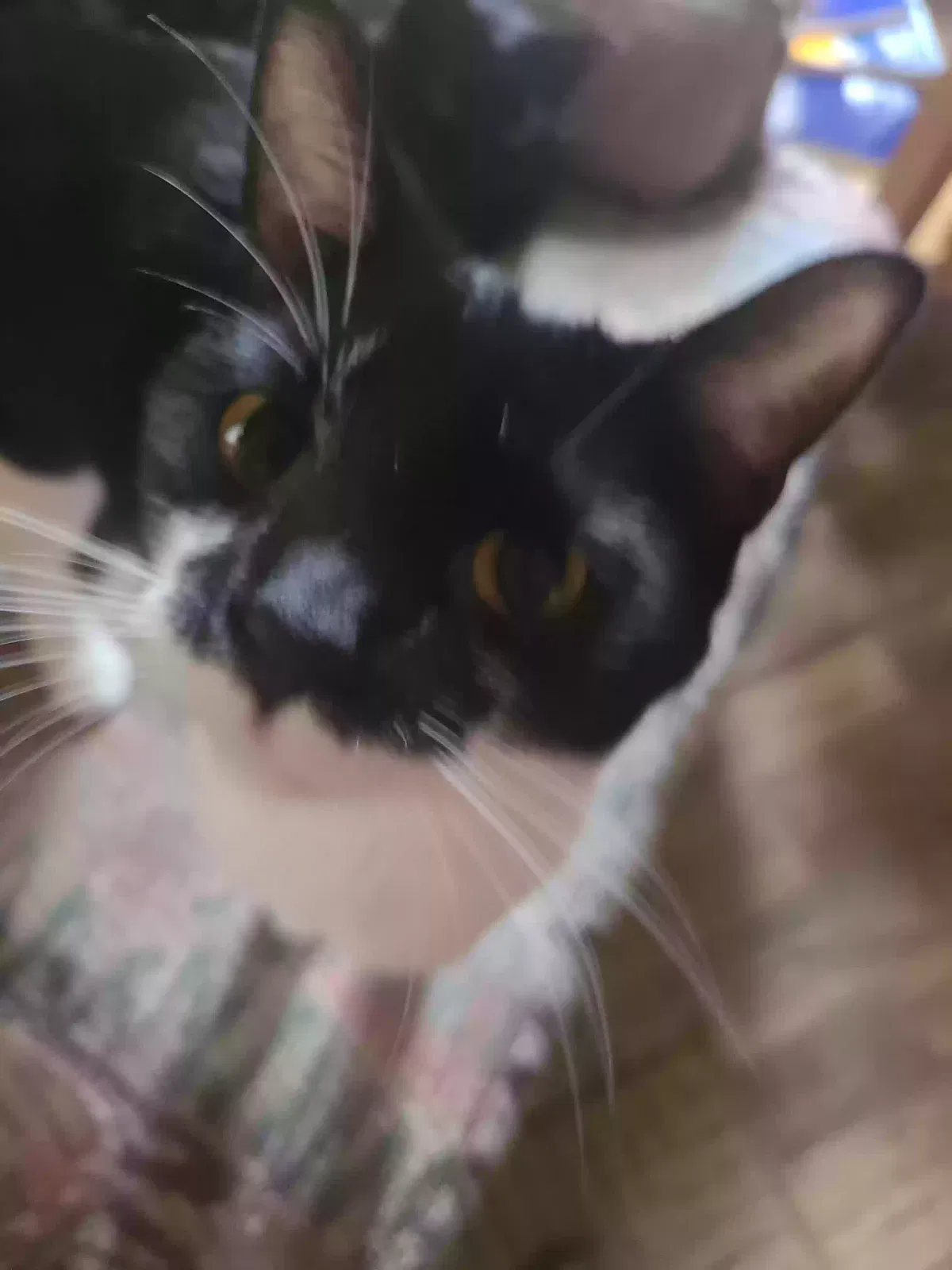 Lost cat in Lorain, OH, 44053