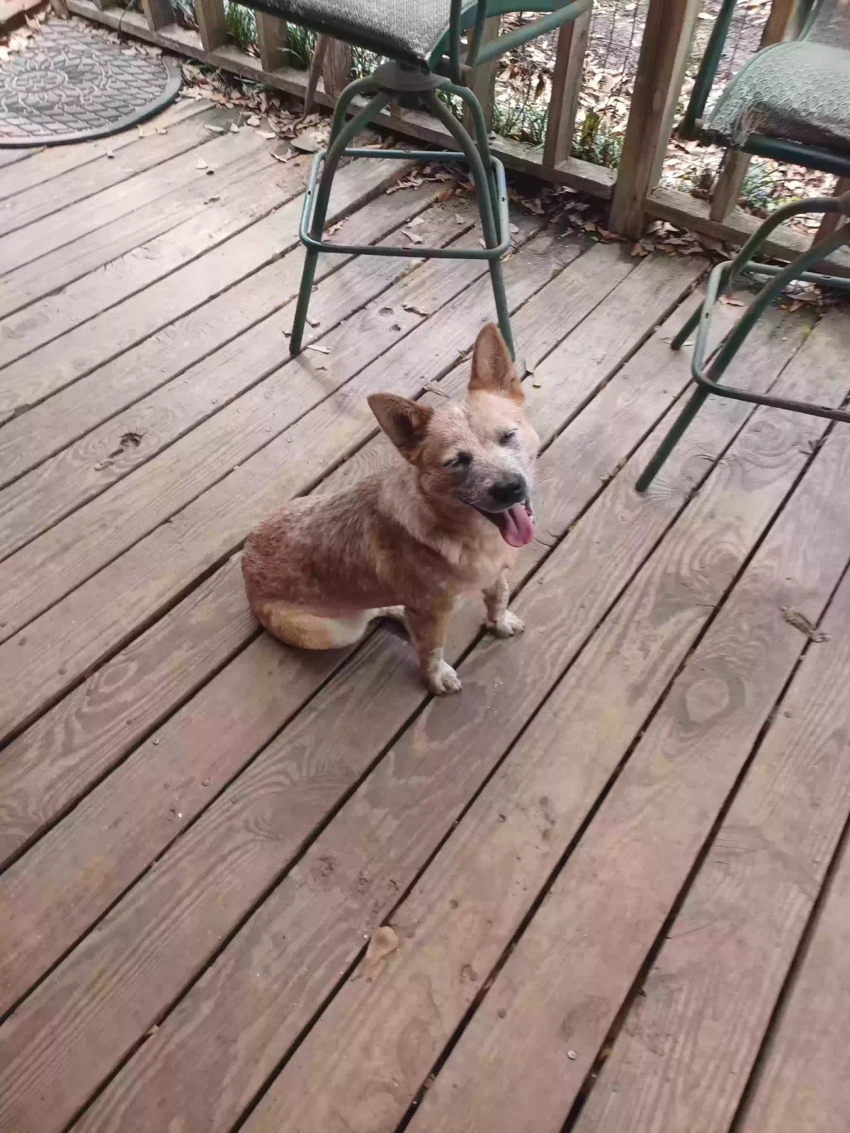 Found dog in Magnolia, TX, 77354