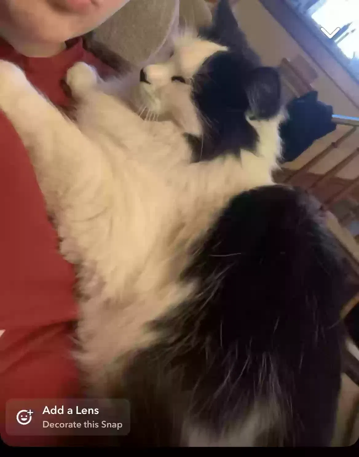 Lost cat in Topeka, KS, 66604