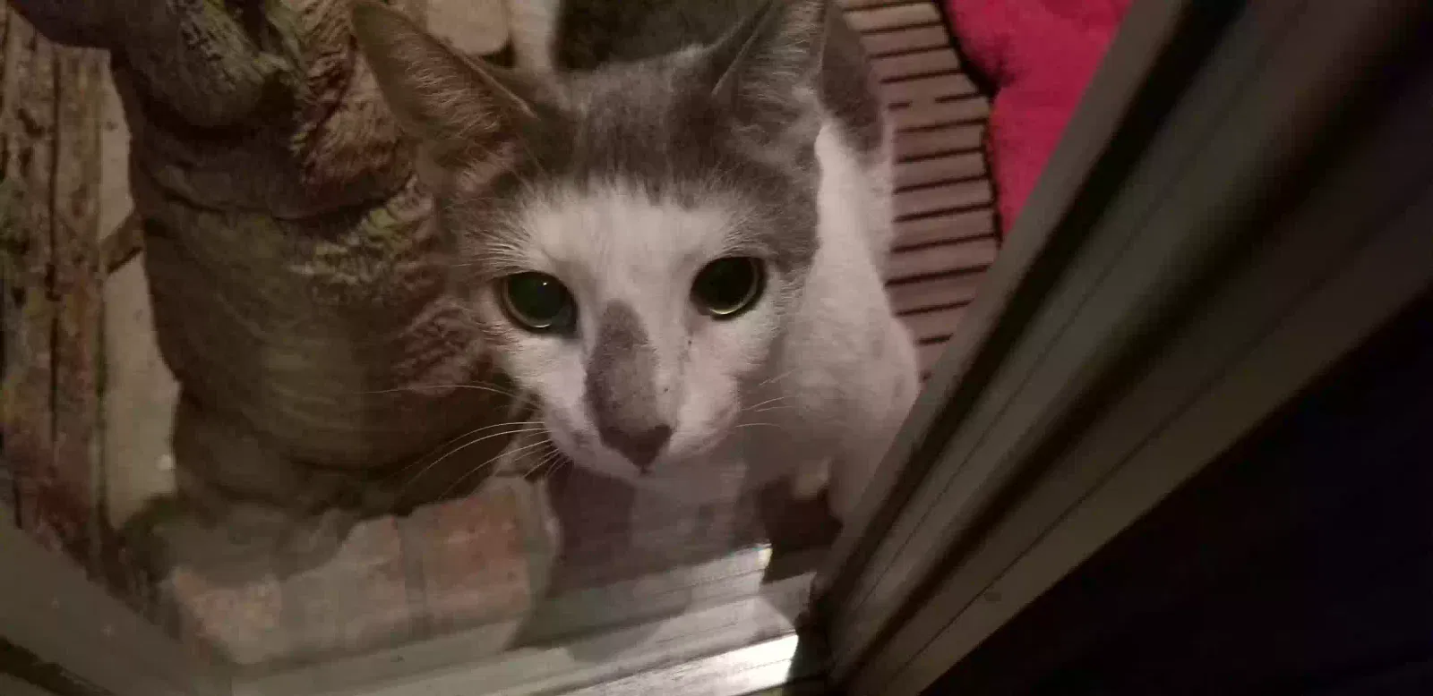 Lost cat in Columbia, SC, 29206
