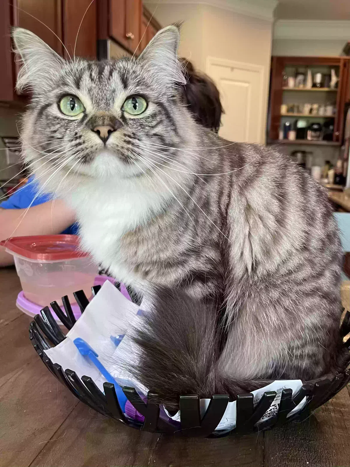 Lost cat in Burlington, NC, 27215