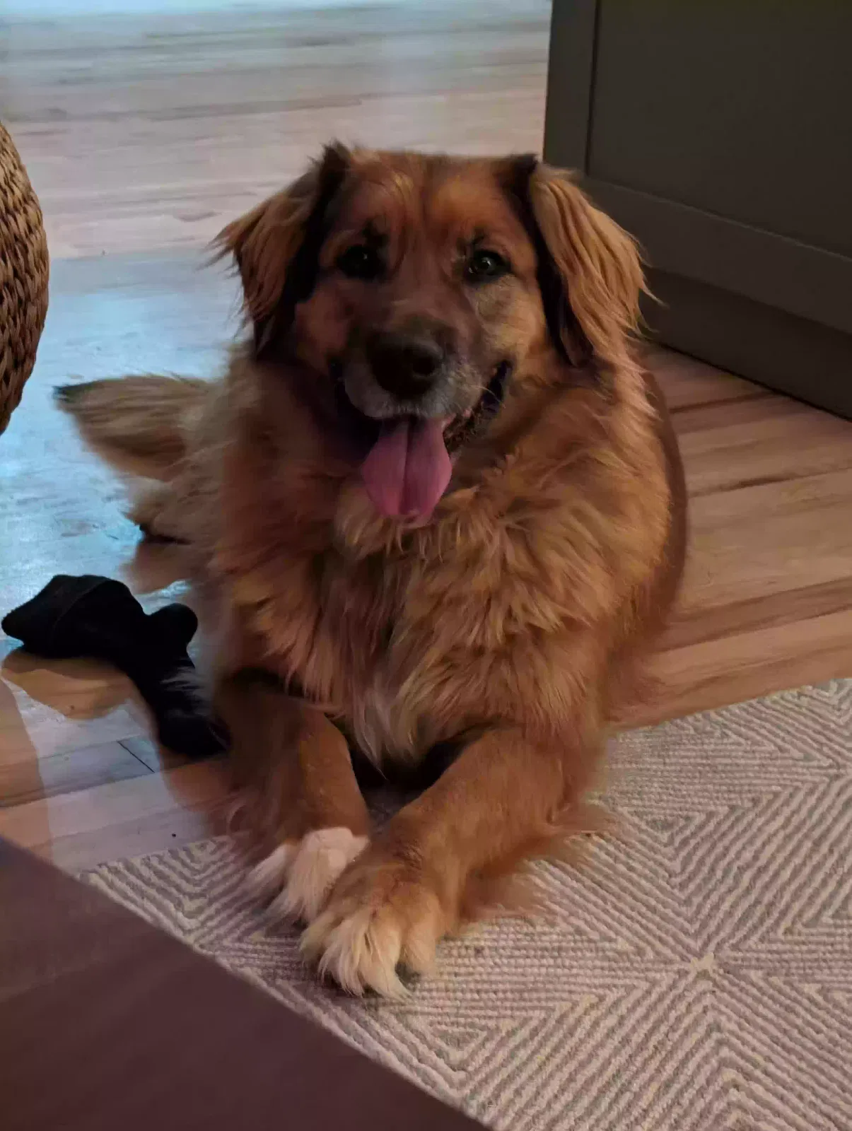 Found dog in Conifer, CO, 80433