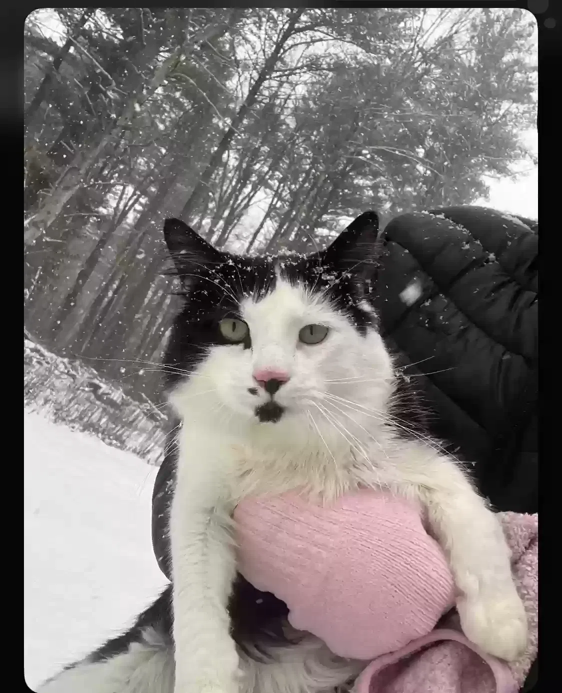 Lost cat in Pelham, NH, 3076